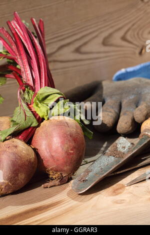 Rote Beete Garten Werkzeuge / frisch gepflückt rote Beete auf Holz mit einem Garten Gabel, Kelle und Handschuhe Stockfoto