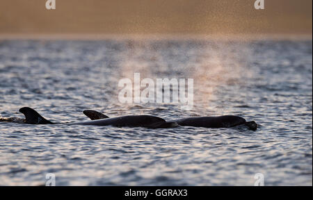 Zwei Tümmler (Tursiops Truncatus) Ausatmen bei Sonnenaufgang am Chanonry Point, Moray Firth, Schottland Stockfoto