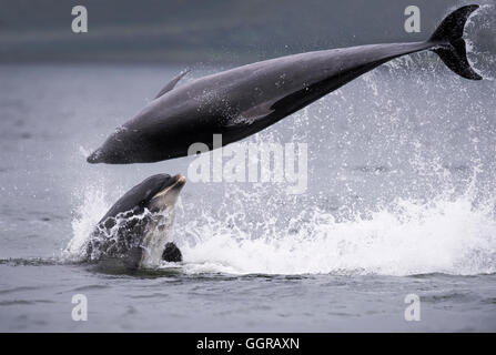Zwei Tümmler (Tursiops Truncatus) Geselligkeit am Chanonry Point, Moray Firth, Schottland Stockfoto