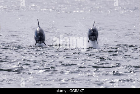 Zwei Tümmler (Tursiops Truncatus) Geselligkeit am Chanonry Point, Moray Firth, Schottland Stockfoto