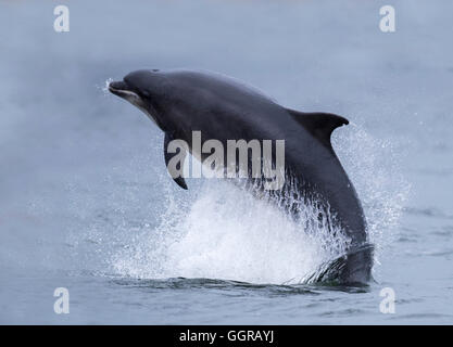 Der Große Tümmler (Tursiops Truncatus) Verletzung am Chanonry Point, Moray Firth, Schottland Stockfoto