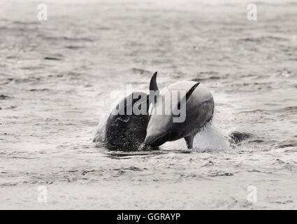 Der Große Tümmler (Tursiops Truncatus) spielen am Chanonry Point, Moray Firth, Schottland Stockfoto