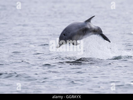 Der Große Tümmler (Tursiops Truncatus) Verletzung am Chanonry Point, Moray Firth, Schottland Stockfoto