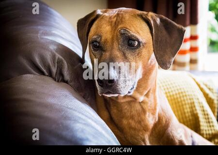 Rhodesian Ridgeback Hund sitzt auf dem Besitzer Stuhl beobachten die Welt gehen, seine Augen zu übergeben. Stockfoto