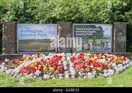 Blütenpracht am Eingang zum Herrington Country Park, Sunderland, Tyne and Wear, England Stockfoto