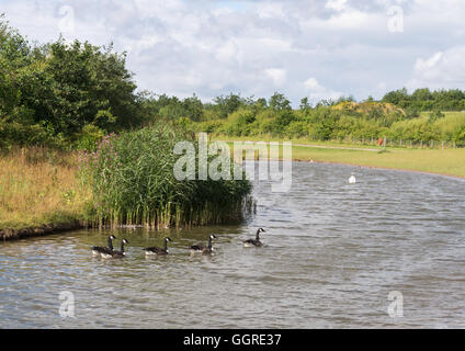 Kanadagänse und ein Schwan im See bei Herrington Country Park, Sunderland, Tyne and Wear, England Stockfoto