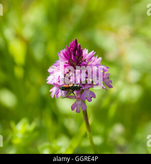 Pyramiden-Orchidee in West Sussex. Stockfoto