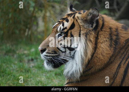 Eine schöne Tiger während des Sonnenuntergangs aus der Seite im Profil portrait Stockfoto