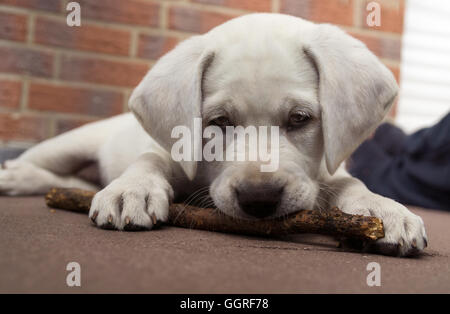 Süße niedliche Labrador Hund-Welpe auf dem Boden liegend und kauen auf einem Zweig-stick Stockfoto