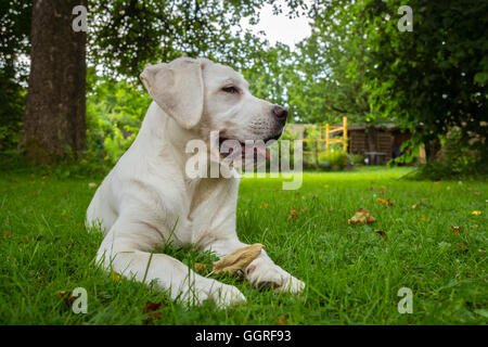 Süße niedliche Labrador Hund-Welpe liegend auf einer grünen Wiese und auf der Suche nach schönen Stockfoto