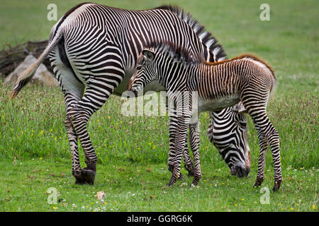 Grévy Zebras mit ihrem 3 Wochen alten Fohlen Stockfoto