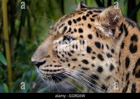 Porträt der Amur-leopard Stockfoto