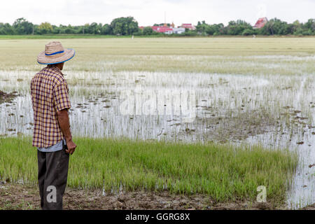 Ältere Thai Reisbauer im Reisfeld Stockfoto