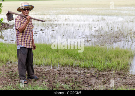 Ältere Thai Reisbauer im Reisfeld Stockfoto