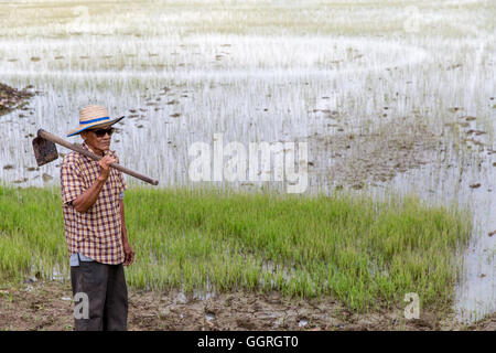 Ältere Thai Reisbauer im Reisfeld Stockfoto