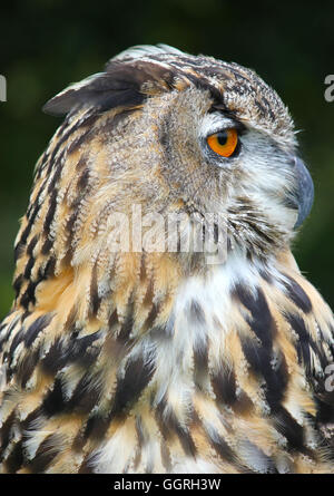 Bird Of Prey in Bengalen Uhu (männlich) Stockfoto