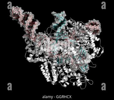 Bearbeitung komplexer von Streptococcus Pyogenes CRISPR-CAS9-gen. Das Cas9-Nuklease-Protein verwendet ein Guide RNA-Sequenz um zu DNA an eine ergänzende Website zu schneiden. In Genom-Engineering und Gen-Therapie verwendet. Cas9: Cartoon-Modell, weiß. RNA: semi-transparenten Oberfläche eine Stockfoto