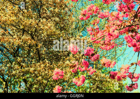 Blühende Bäume im Frühling gegen blauen Himmel mit weißen Wolken. Stockfoto