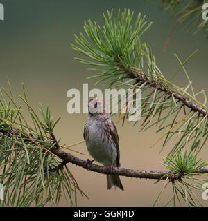 Weibliche weniger Redpoll thront auf einer Kiefer Stockfoto