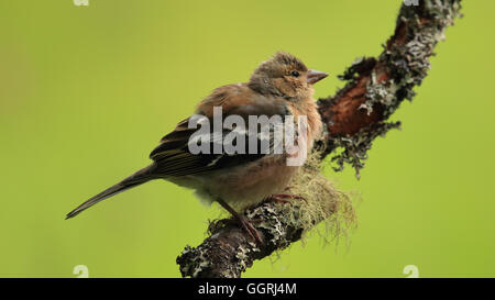 Weibliche Buchfink thront auf einem lustig aussehende Barsch mit Moos Stockfoto