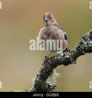 Buchfink suchen neugierig thront in die Kamera, auf einem Ast Moos-wie Stockfoto