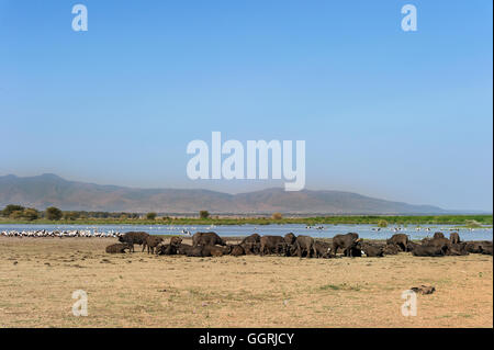 Tansania, Ngorongoro Krater, afrikanische Büffel (Syncerus Caffer) und Yellow-billed Störche (Mycteria Ibis) Stockfoto