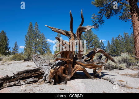 Verwitterten Sie Baumwurzeln des umgestürzten Baumes. Kalifornien. USA Stockfoto