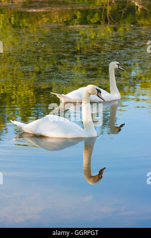 Schwanenpaar auf einem Teich Stockfoto