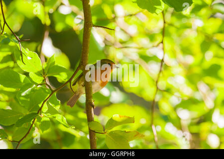 Robin, klammerte sich an einen kleinen Zweig Stockfoto