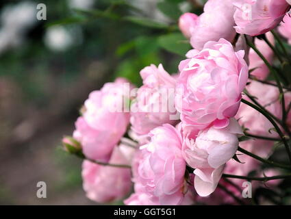 Rosa Pfingstrosen im Garten Stockfoto