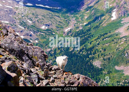 Bergziegen auf Mount Massive Colorado Stockfoto