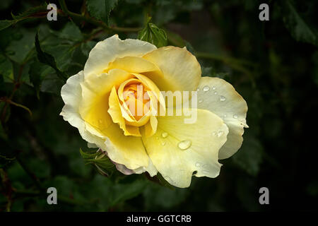 Gelbe rose "Leverkusen" Klettern Stockfoto