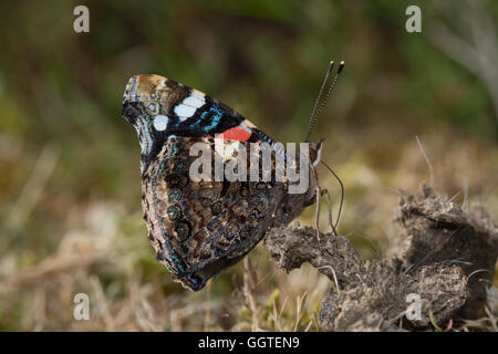 Red Admiral Schmetterling (Vanessa Atalanta) Mineralien aus Kot sammeln Stockfoto