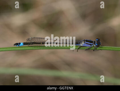 Nahaufnahme des blau-tailed Damselfly (Ischnura Elegans) in Surrey, England Stockfoto