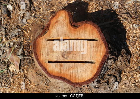 Schneiden Sie Baum. Gehackte Baum Ring mit zwei tiefe Risse. Zwei gashs in einem abgetrennten Baumstamm im Feld. Stockfoto