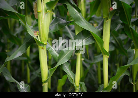 Nahaufnahme von Zea Mays, Mais Stiele mit Maiskolben und ein Muster der Blätter vor einem unscharfen Maisfeld nach Regenfällen Stockfoto