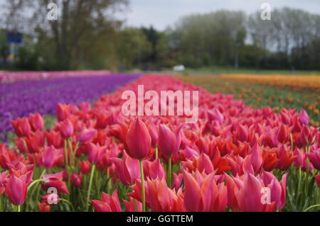 Tulpenfeld, Amsterdam, Niederlande Stockfoto