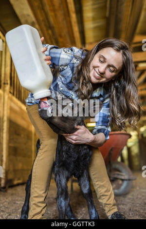 Kaukasische Bauer Kalb Milch aus der Flasche füttern Stockfoto