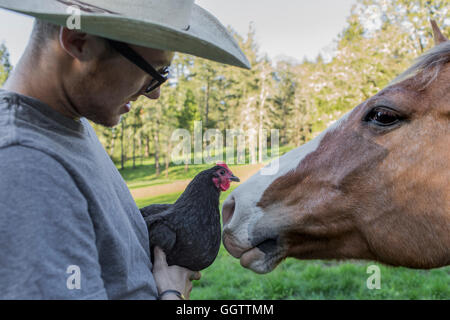 Kaukasische Bauer hält Huhn Angesicht zu Angesicht mit Pferd Stockfoto