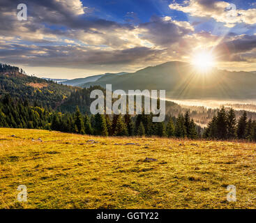 Fichtenwald auf einer Wiese bergab in nebligen Bergen Rumäniens Stockfoto
