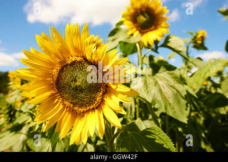 Sonnenblumenfeld Stretton unter Fosse Rugby Warwickshire UK Stockfoto