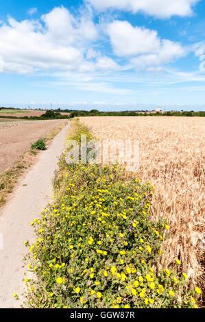 Wildblumen wachsen entlang der Ränder von einem Weizenfeld - vor allem Malve & Habichtskraut. Stockfoto