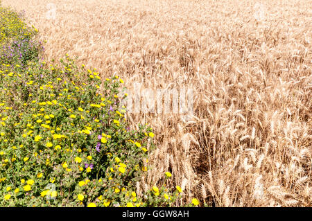 Wildblumen wachsen entlang der Ränder von einem Weizenfeld - vor allem Malve & Habichtskraut. Stockfoto