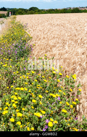 Wildblumen wachsen entlang der Ränder von einem Weizenfeld - vor allem Malve & Habichtskraut. Stockfoto