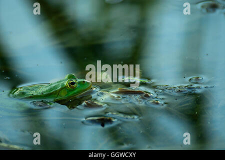 Jagd-Frosch im Fluss Stockfoto