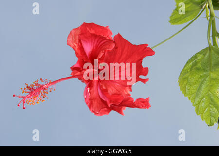 Eine einzelne rote Hibiskus Blume, die nationale Blume von Malaysia Stockfoto