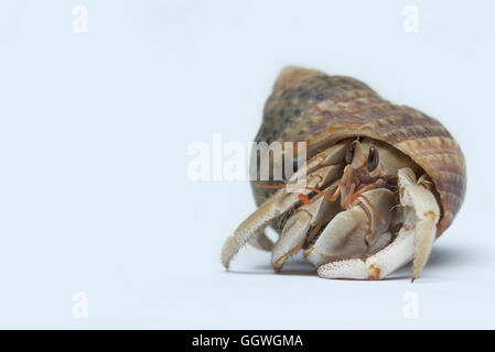 Einsiedlerkrebs auf weißem Hintergrund Stockfoto