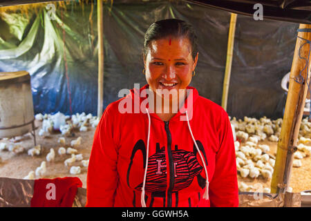 Eine Mikrokredit-Darlehen wurde verwendet, um die Küken gekauft, bei einem Bauern in THOKA Dorf - KATHMANDU, NEPAL Stockfoto