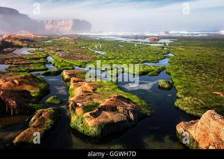 Abzüglich Ebbe offenbart sich ein Labyrinth von Gezeiten-Pools am Devils Punch Bowl State Natural Area auf zentrale Küste Oregons. Stockfoto