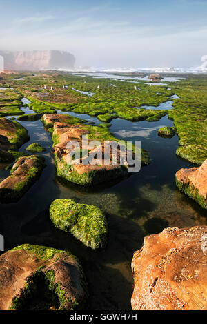 Abzüglich Ebbe offenbart sich ein Labyrinth von Gezeiten-Pools am Devils Punch Bowl State Natural Area auf zentrale Küste Oregons. Stockfoto